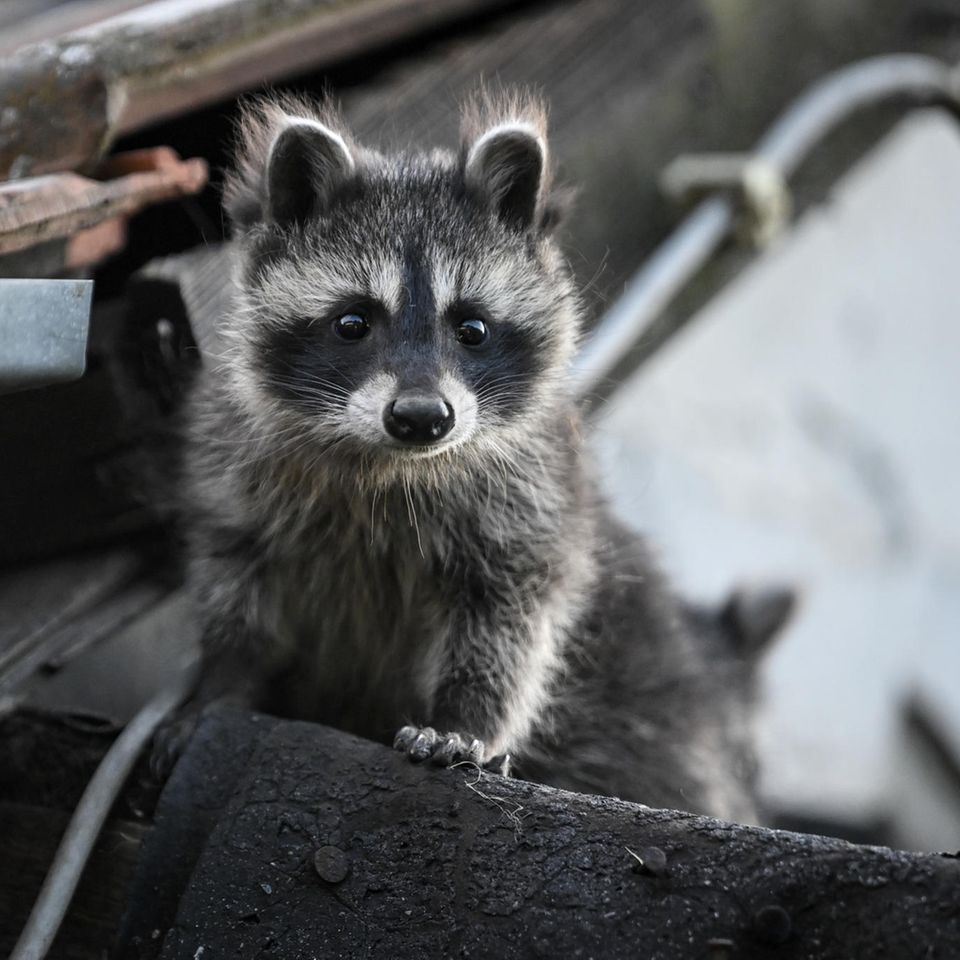 Wegen seines Pelzes wurde der Waschbär einst von Nordamerika nach Deutschland gebracht. Inzwischen hat er sich im ganzen Land ausgebreitet