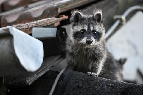 Wegen seines Pelzes wurde der Waschbär einst von Nordamerika nach Deutschland gebracht. Inzwischen hat er sich im ganzen Land ausgebreitet