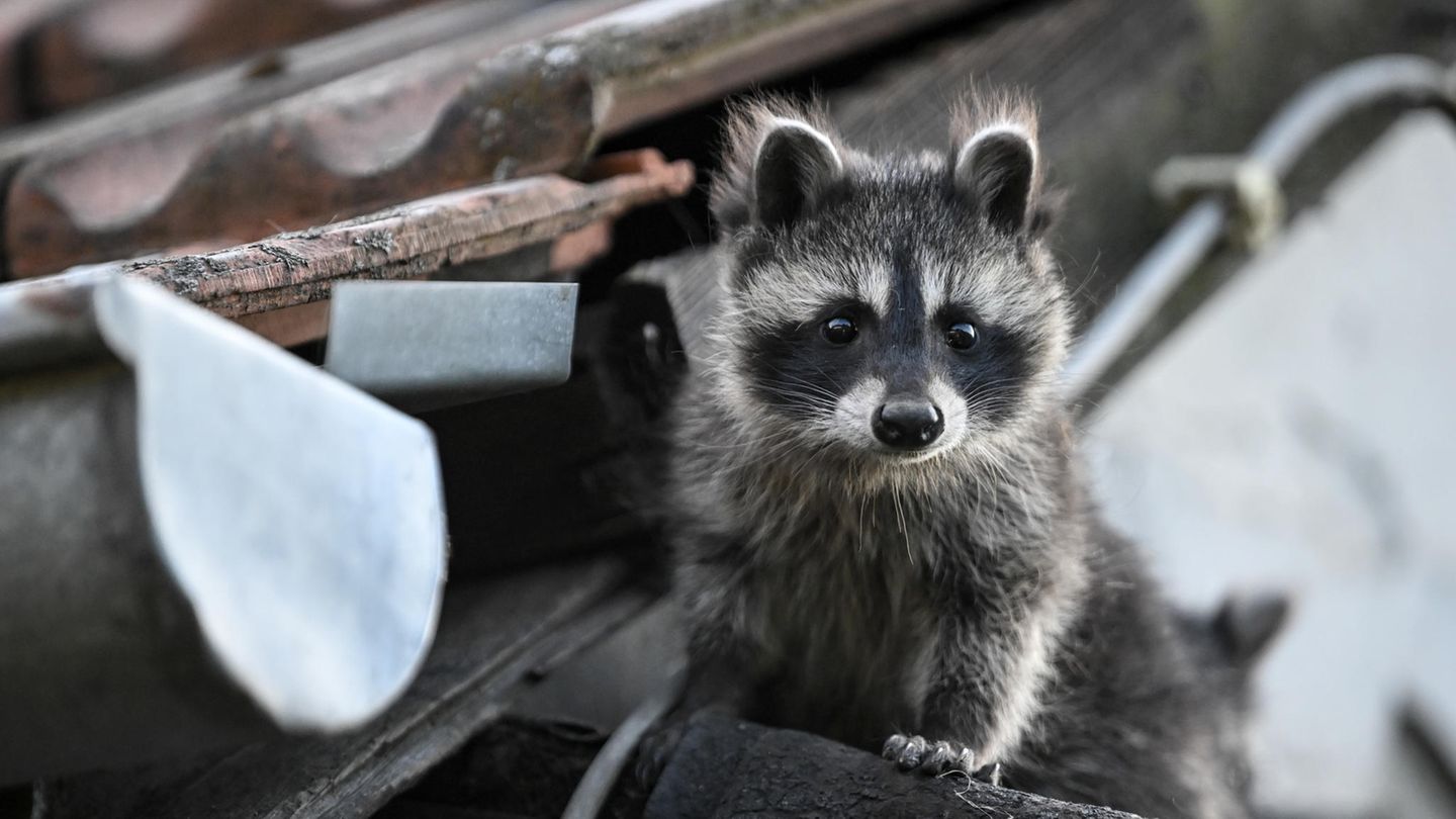 Wegen seines Pelzes wurde der Waschbär einst von Nordamerika nach Deutschland gebracht. Inzwischen hat er sich im ganzen Land ausgebreitet