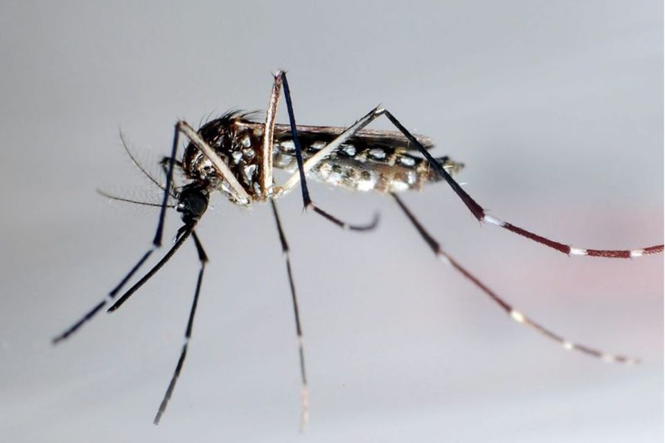 Eine Stechmücke der Art "Aedes aegypti", auch Gelbfiebermücke, Denguemücke oder Ägyptische Tigermücke genannt. Sie überträgt ver  1.3333