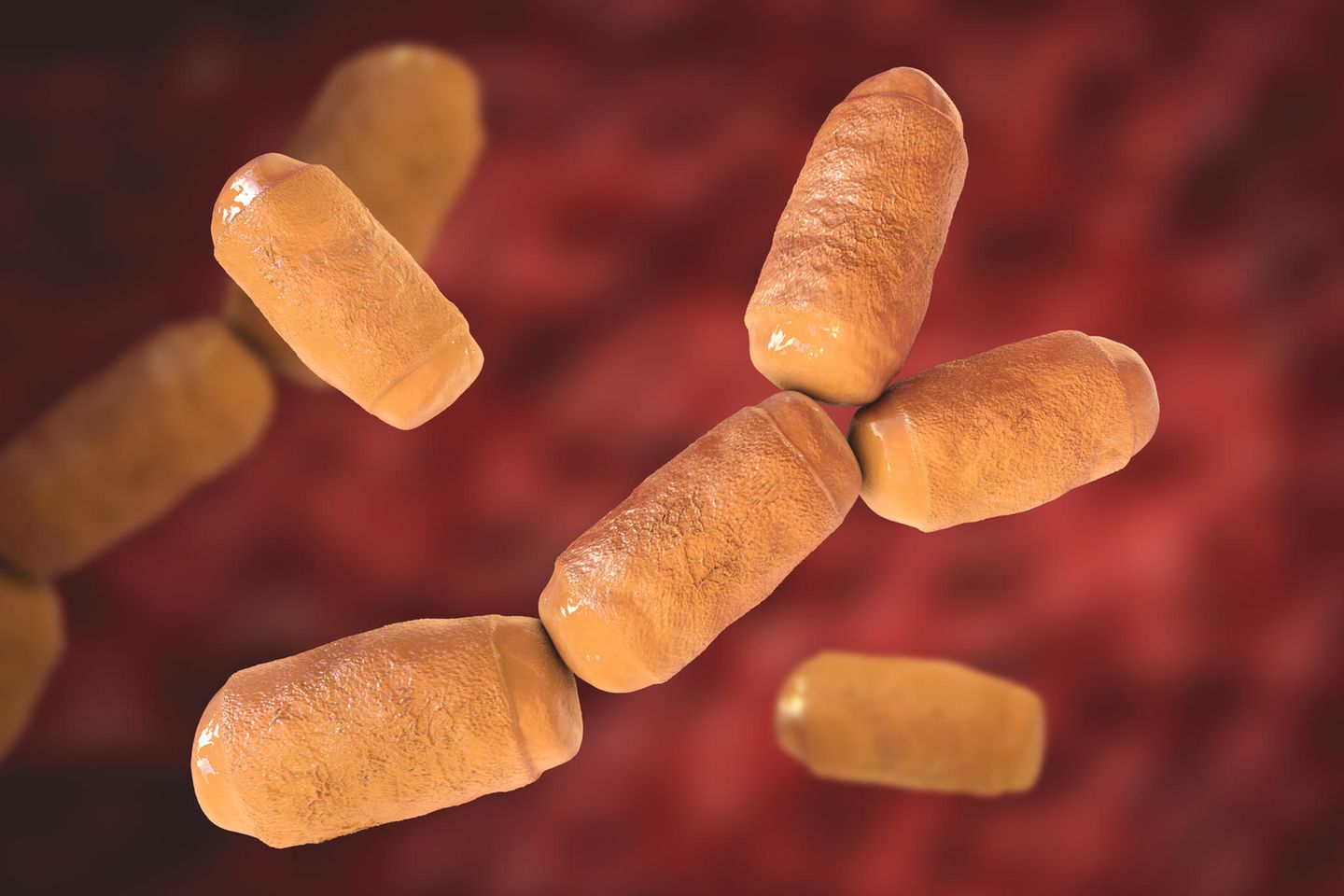 Sag mal, du als Biologin: Warum lassen Archaeen uns pupsen?