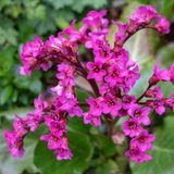 Bergenie: winterharte Staude