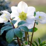 Winterharte Staude: Christrose