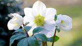 Winterharte Staude: Christrose