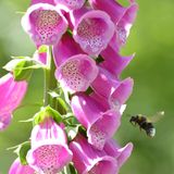 Fingerhut: winterharte Staude