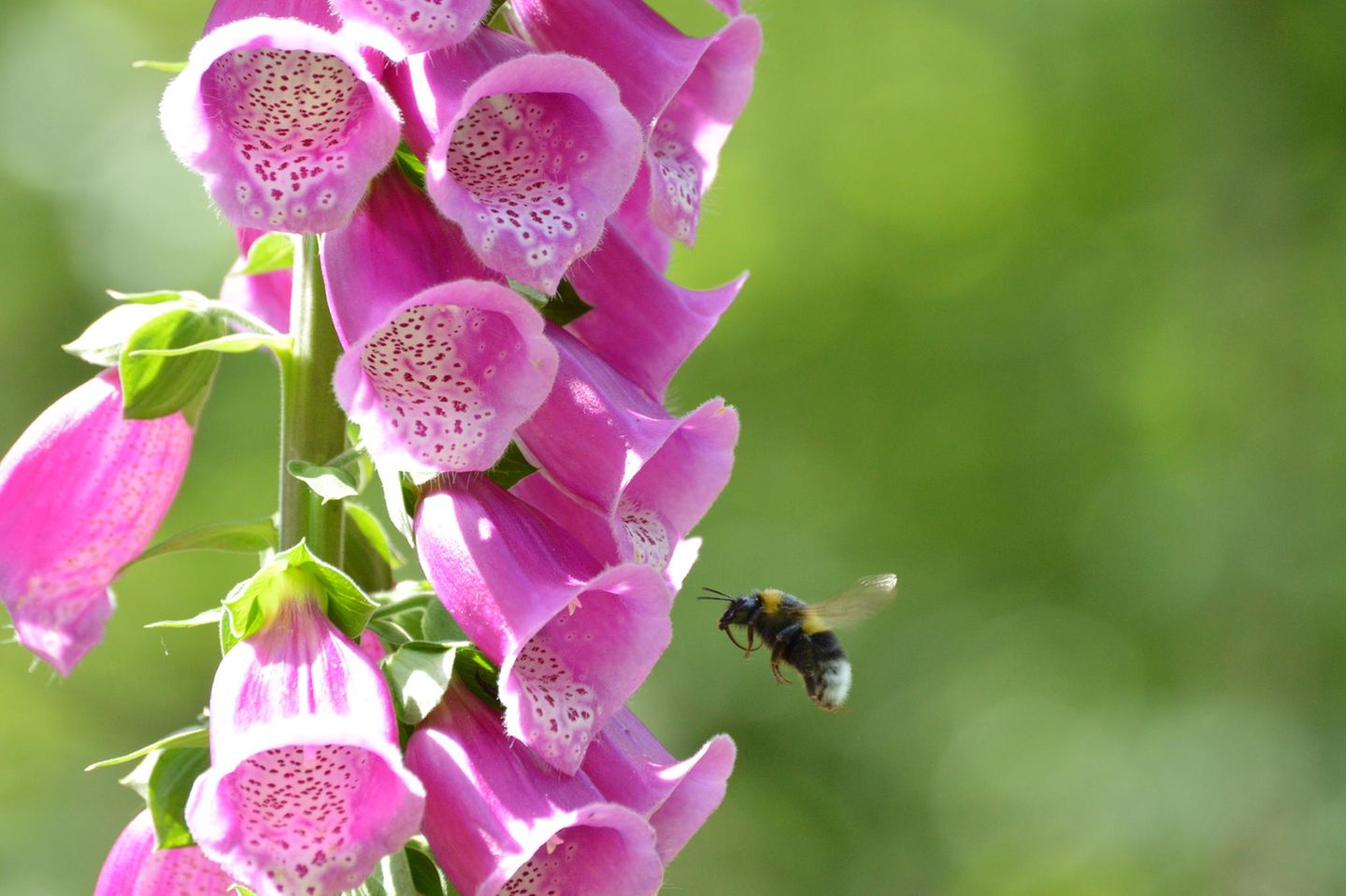 Fingerhut ist zweijährig und winterhart Fingerhut: winterharte Staude