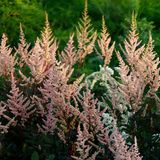 Astilbe