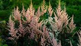 Astilbe