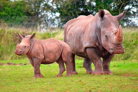 Südliches Breitmaulnashorn, Mutter mit Jungem