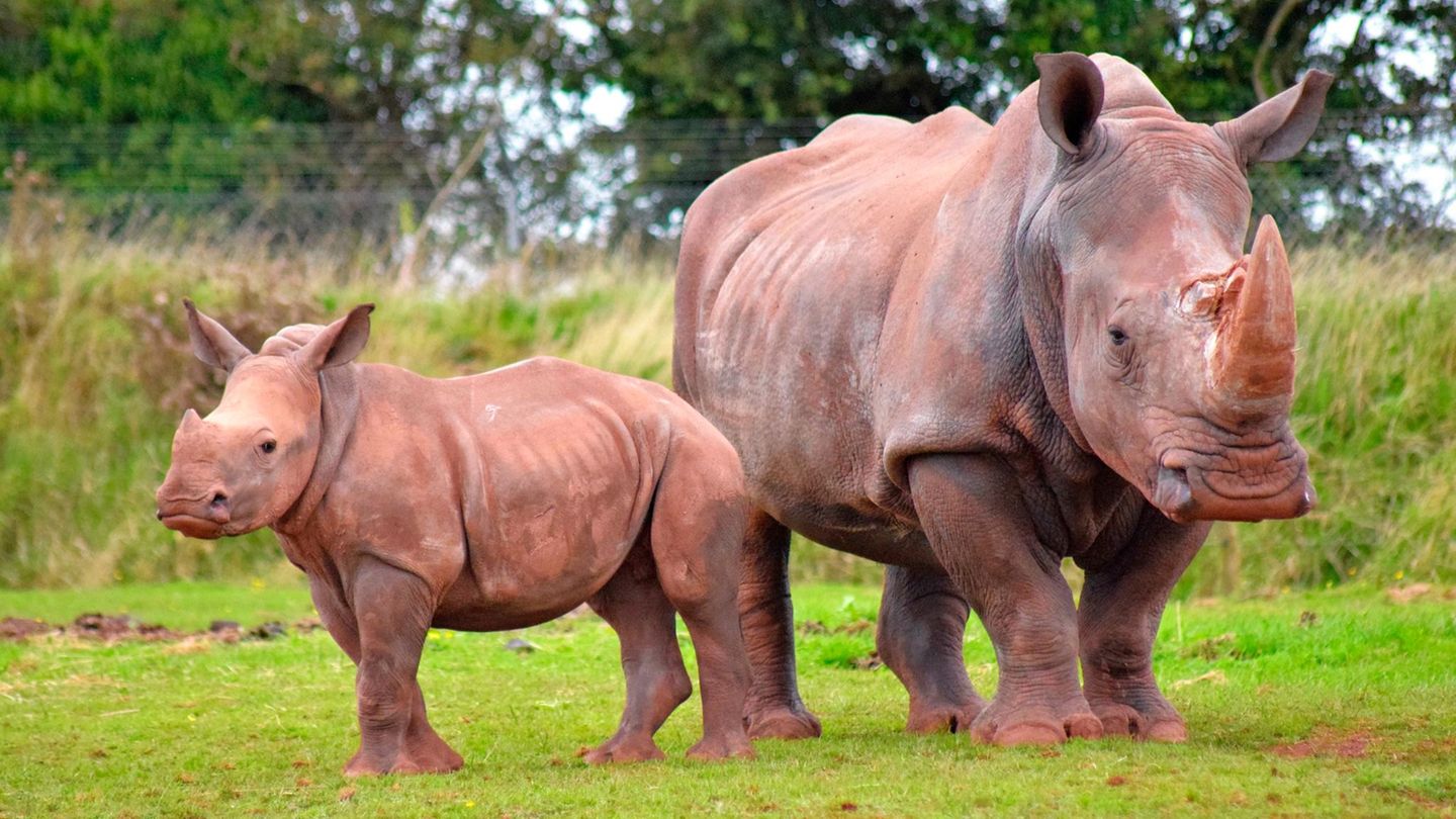 Südliches Breitmaulnashorn, Mutter mit Jungem