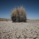 Busch im trockenen Titicacasee