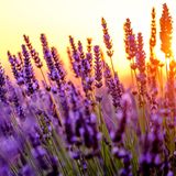 Lavendel: winterharte Staude