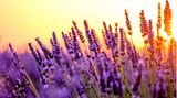 Lavendel: winterharte Staude