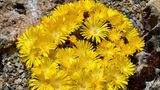 Mittagsblume
