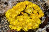 Mittagsblume