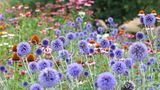 Kugeldistel blüht bis September Kugeldistel: mehrjährige, winterharte Staude