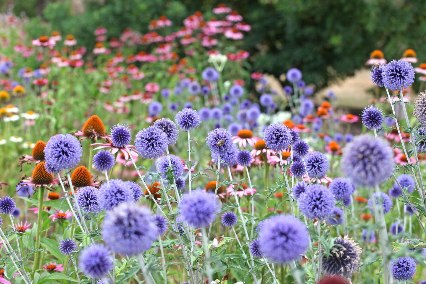 Kugeldistel blüht bis September Kugeldistel: mehrjährige, winterharte Staude