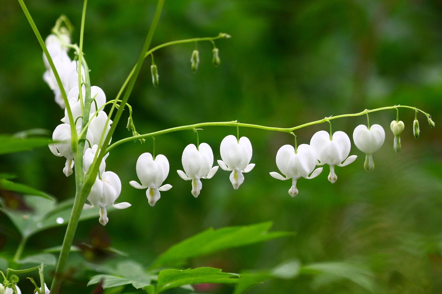 Ein echter Hingucker: das Tränende Herz Tränendes Herz