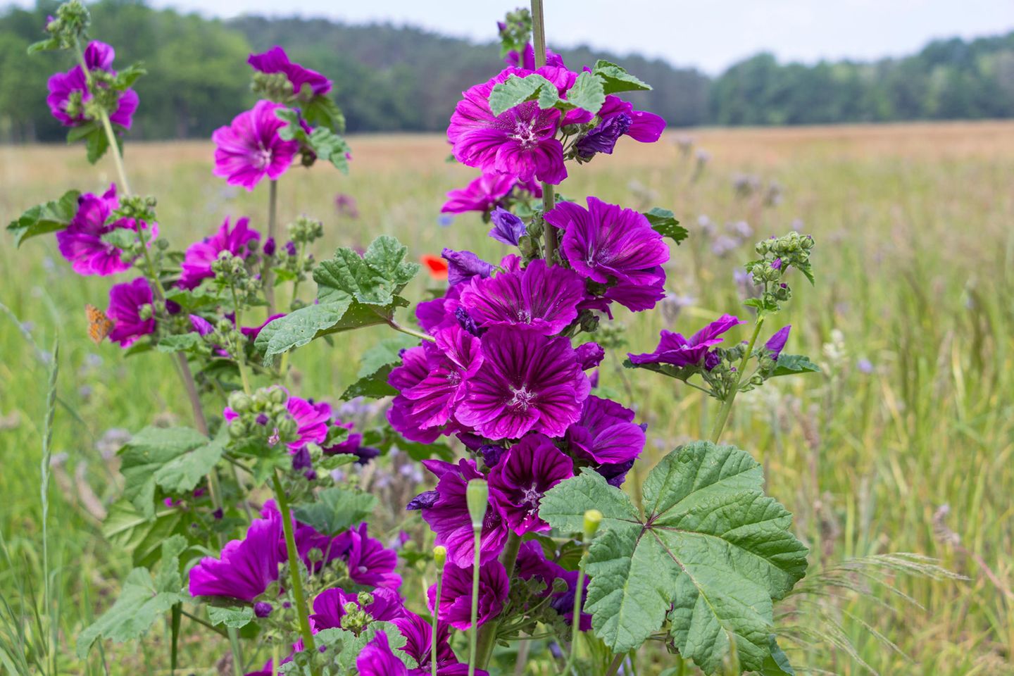58+ Mehrjährige Blumen Winterhart, Sie übersteht die hitze im