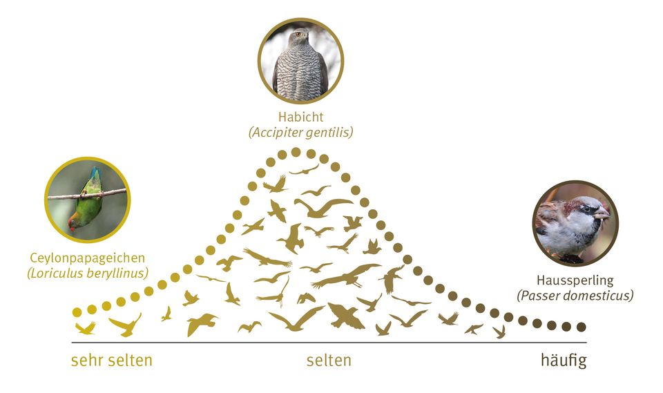 Artenhäufigkeitsverteilung für Vögel
