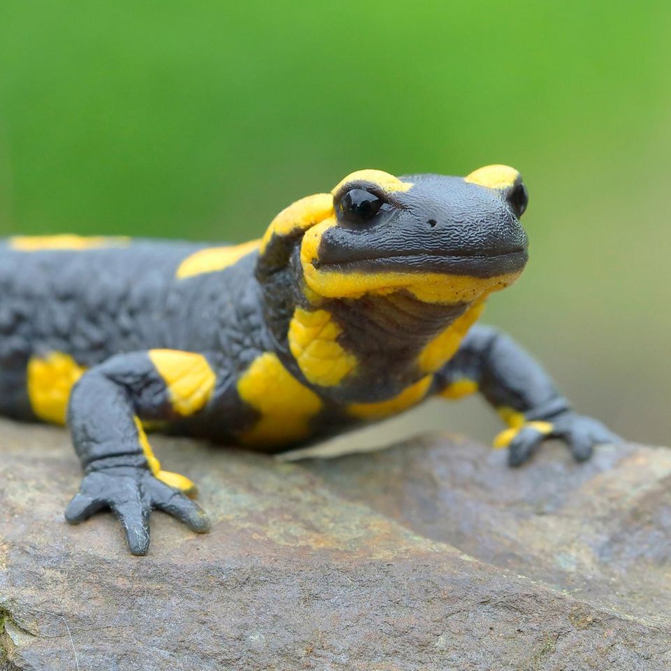 Feuersalamander