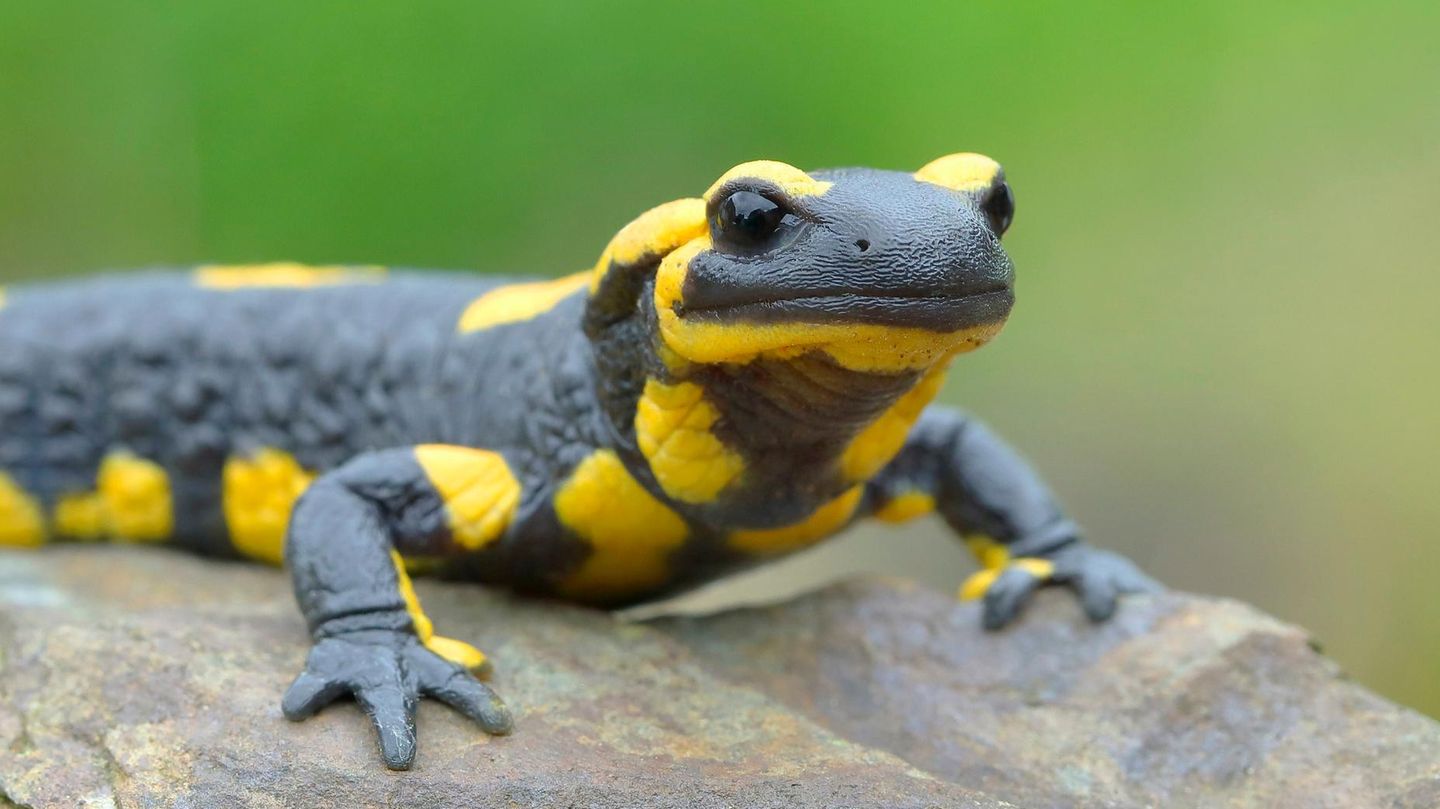 Feuersalamander