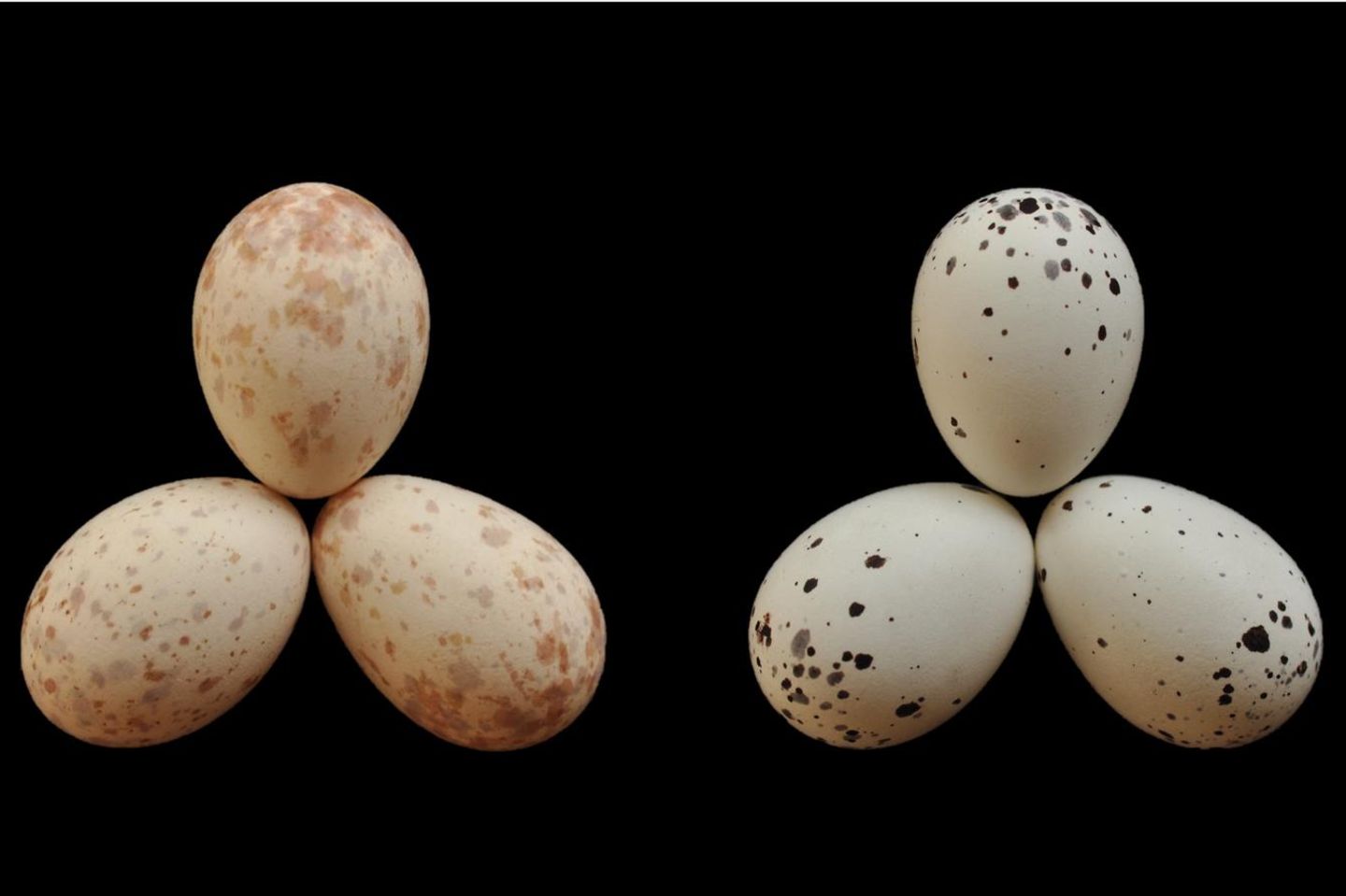 Das jeweils rechte Ei stammt von einem Afrikanischen Kuckuck. Alle anderen gehören zu einem Trauerdrongo-Weibchen