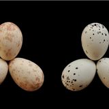 Das jeweils rechte Ei stammt von einem Afrikanischen Kuckuck. Alle anderen gehören zu einem Trauerdrongo-Weibchen