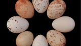 Jedes Trauerdrongo-Weibchen hat ihren eigenen Stil: Die Eier, die es legt, sehen sich stets ähnlich, unterscheiden sich aber deutlich von denen, die Artgenossinnen legen. Jedes der abgebildeten Eier stammt von einem anderen Weibchen