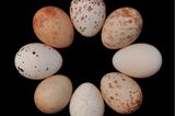 Jedes Trauerdrongo-Weibchen hat ihren eigenen Stil: Die Eier, die es legt, sehen sich stets ähnlich, unterscheiden sich aber deutlich von denen, die Artgenossinnen legen. Jedes der abgebildeten Eier stammt von einem anderen Weibchen