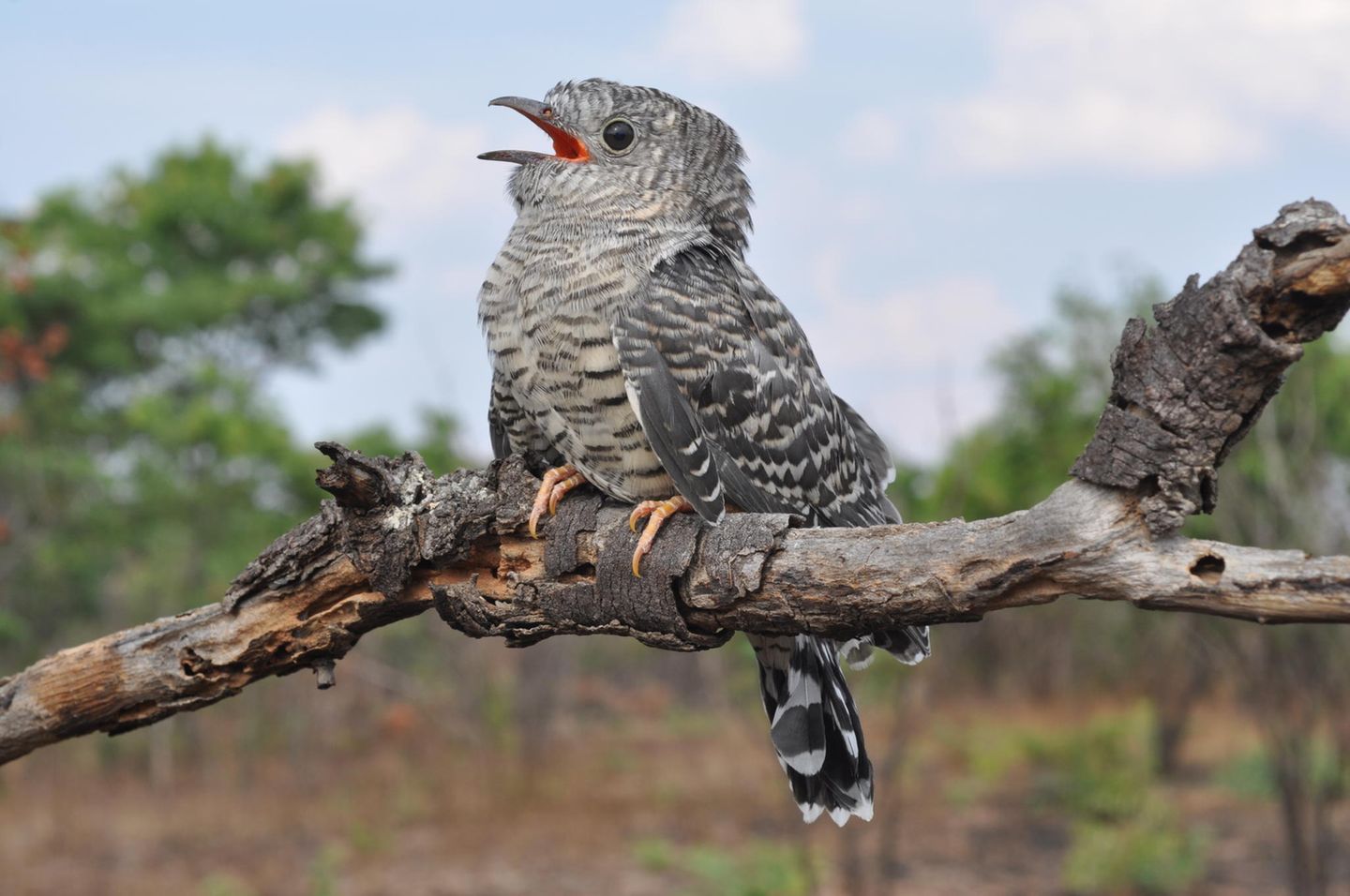 Den Platz braucht der Kuckuck: Mit ihren etwa einhundert Gramm bringen es ausgewachsene Exemplare auf das doppelte Körpergewicht eines Trauerdrongos und sind deutlich größer