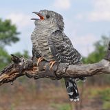 Den Platz braucht der Kuckuck: Mit ihren etwa einhundert Gramm bringen es ausgewachsene Exemplare auf das doppelte Körpergewicht eines Trauerdrongos und sind deutlich größer