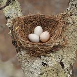 Zwei bis vier Eier legt jedes Trauerdrongo-Weibchen pro Brutsaison. Nicht selten tauscht der Kuckuck eines der Eier gegen sein eigenes, wie dieses Foto aus dem Süden Sambias zeigt. Auch hier liegt das Kuckucksei unten rechts