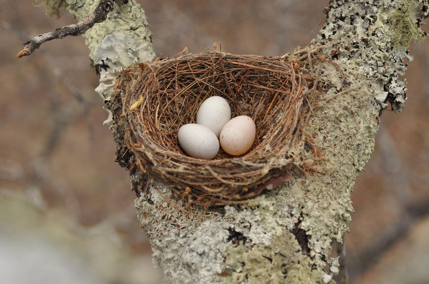 Zwei bis vier Eier legt jedes Trauerdrongo-Weibchen pro Brutsaison. Nicht selten tauscht der Kuckuck eines der Eier gegen sein eigenes, wie dieses Foto aus dem Süden Sambias zeigt. Auch hier liegt das Kuckucksei unten rechts