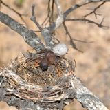 Schlüpft der Kuckuck-Nachwuchs, kümmert er sich postwendend um die Konkurrenz: Trauerdrongo-Eier schubst er einfach zu Boden, ...