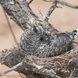 ... um schon bald das gesamte Nest für sich beanspruchen zu können.