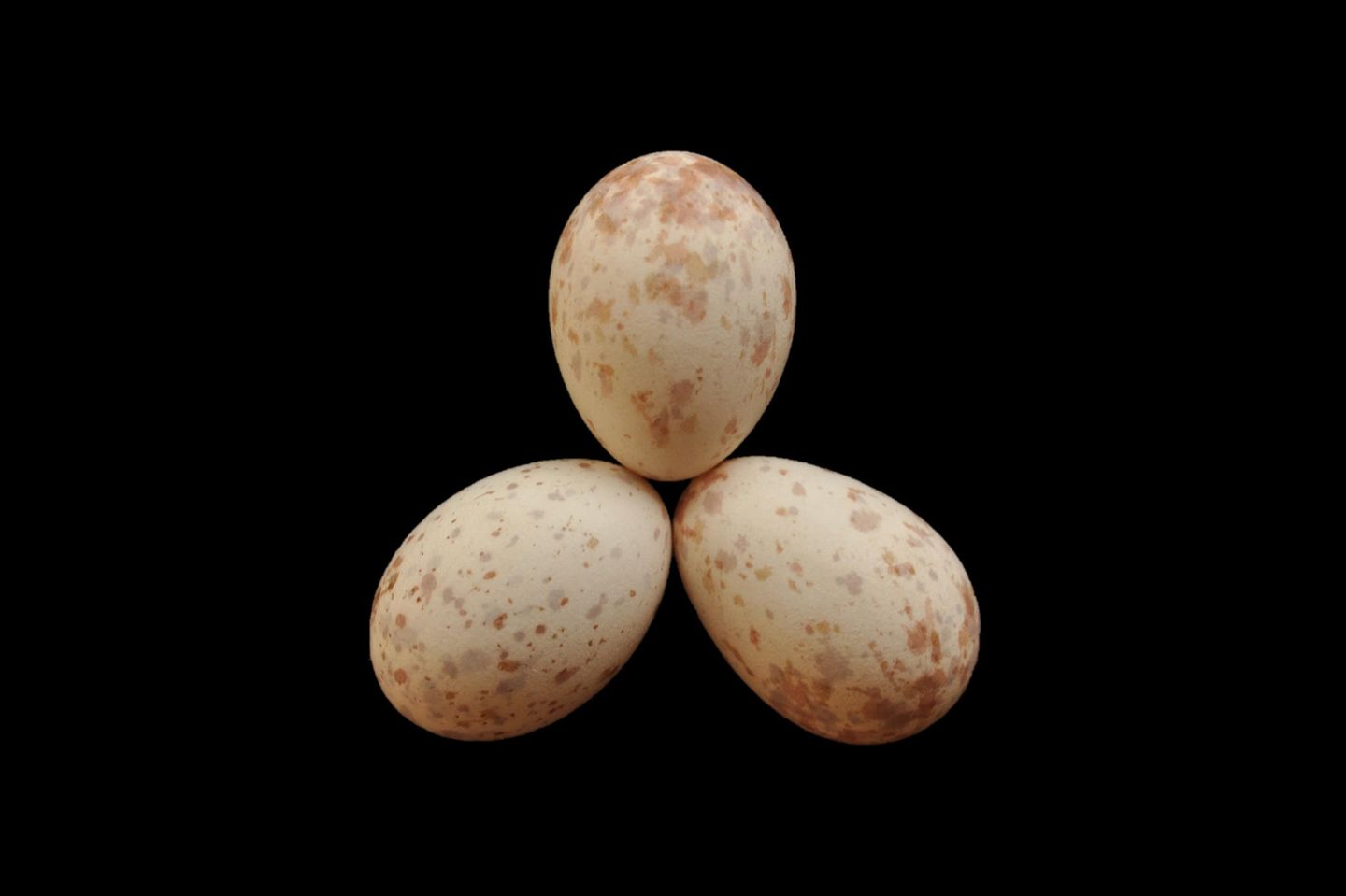 Zwei der Eier stammen von einem Trauerdrongo-Weibchen, eines vom Kuckuck
