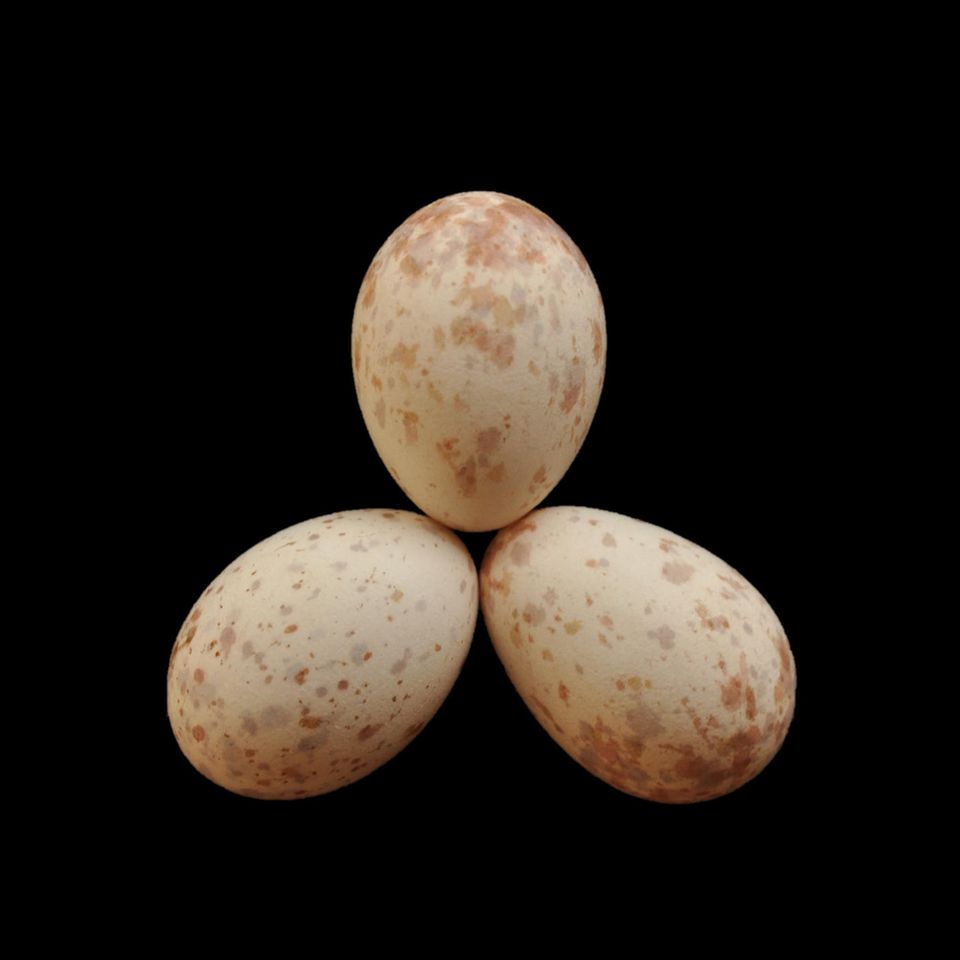 Zwei der Eier stammen von einem Trauerdrongo-Weibchen, eines vom Kuckuck