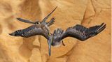 Ein Wanderfalke verteidigt sich gegen einen Braunpelikan im Flug.