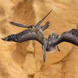 Ein Wanderfalke verteidigt sich gegen einen Braunpelikan im Flug.