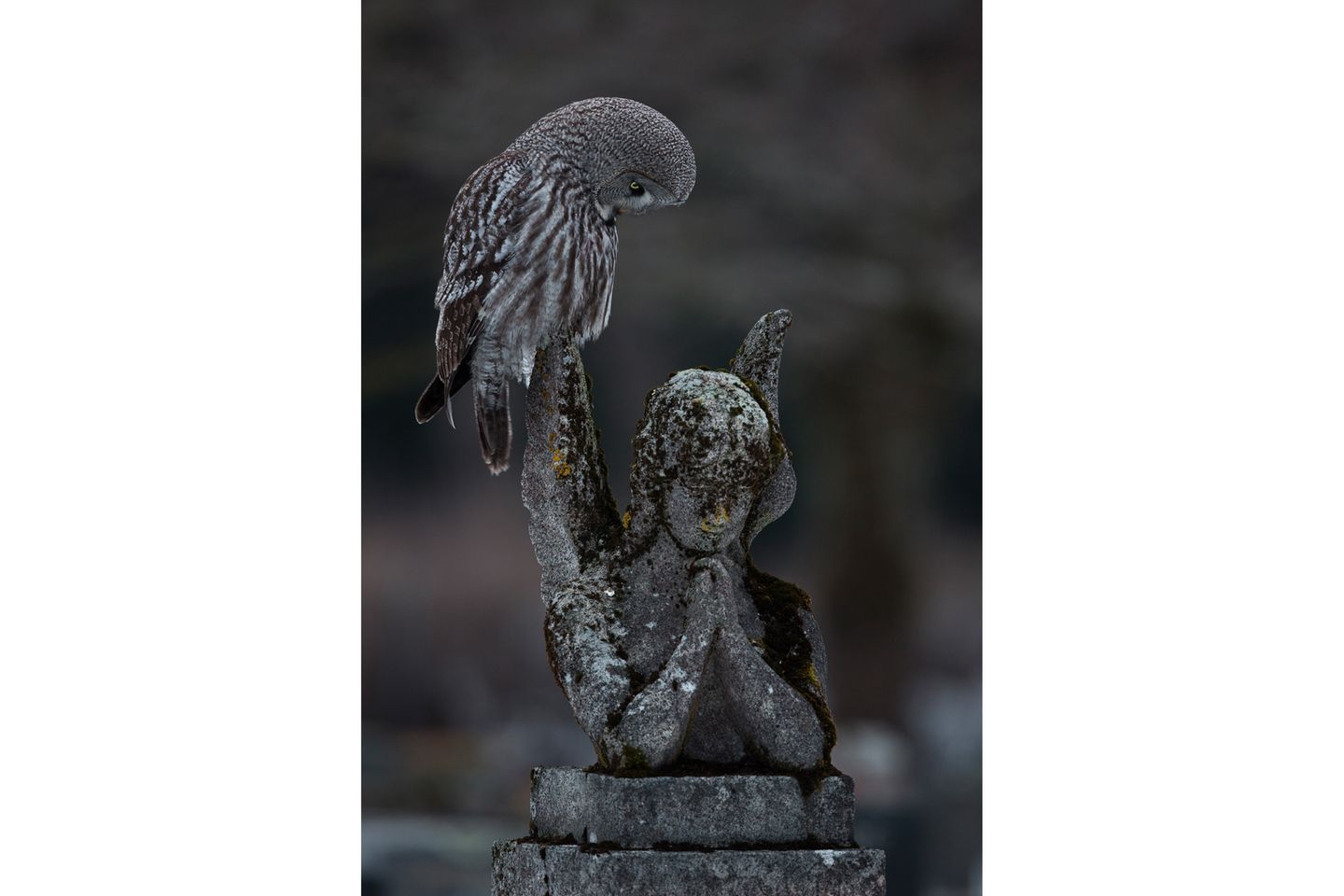Gewinner "Vögel in der Stadt": Bartkauz auf einem Friedhof Ein Bartkauz steht auf einer betenden Engelsstatue aus verwittertem Stein.
