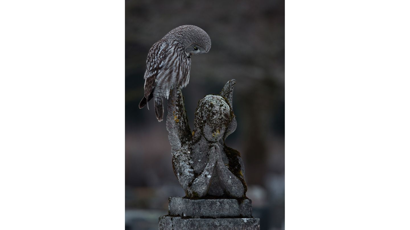 Ein Bartkauz steht auf einer betenden Engelsstatue aus verwittertem Stein.