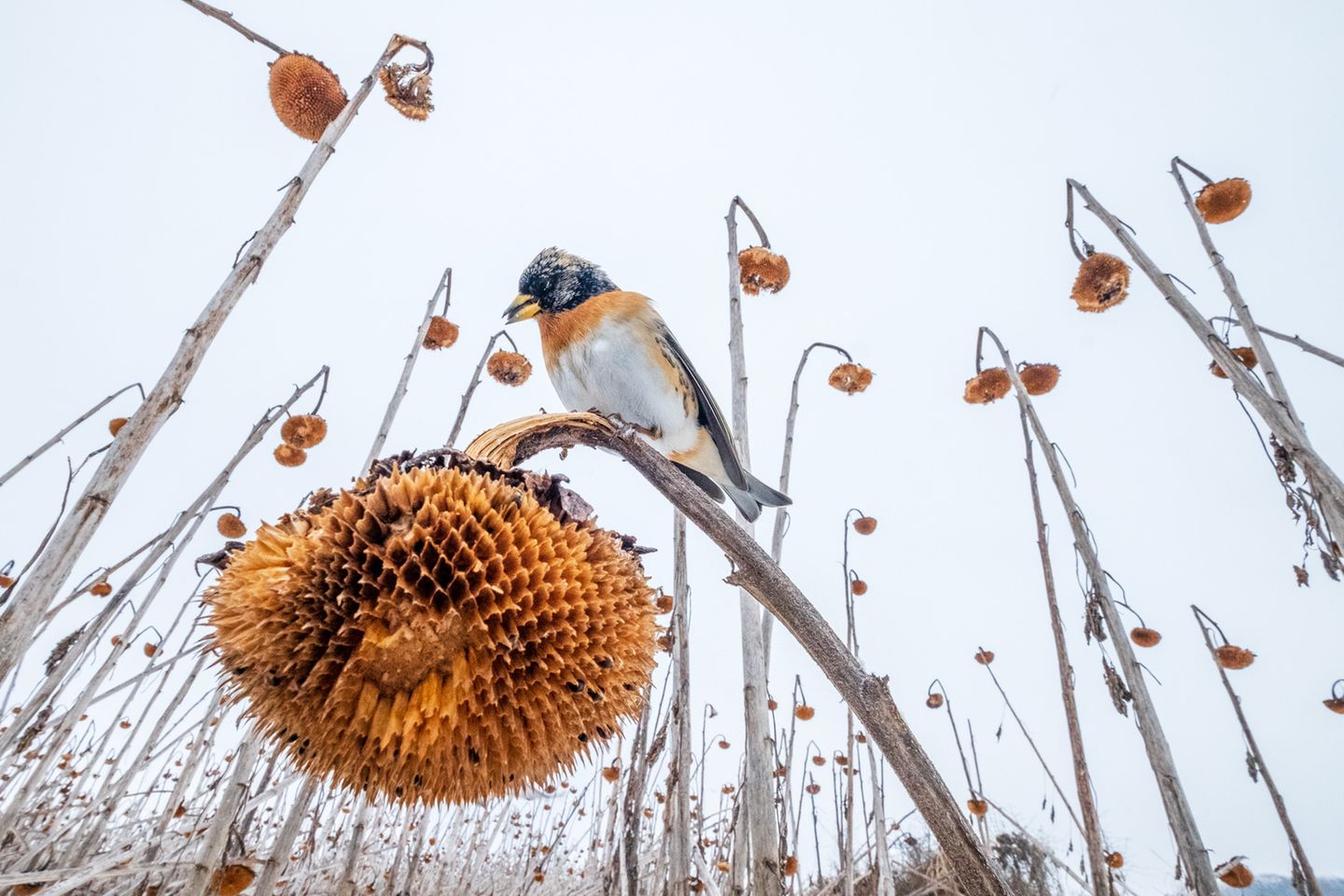 Sieger in der Kategorie "Vögel in ihrer Umwelt": Bergfink Ein Vogel, sogenannter Bergfink, auf einem herabhängenden verblühten Sonnenblumen-Stängel in winterlicher Anmutung.
