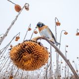 Ein Vogel, sogenannter Bergfink, auf einem herabhängenden verblühten Sonnenblumen-Stängel in winterlicher Anmutung.