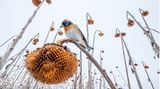 Ein Vogel, sogenannter Bergfink, auf einem herabhängenden verblühten Sonnenblumen-Stängel in winterlicher Anmutung.