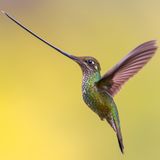 Ein Schwertschnabelkolibri im Flug vor gelbem Hintergrund.