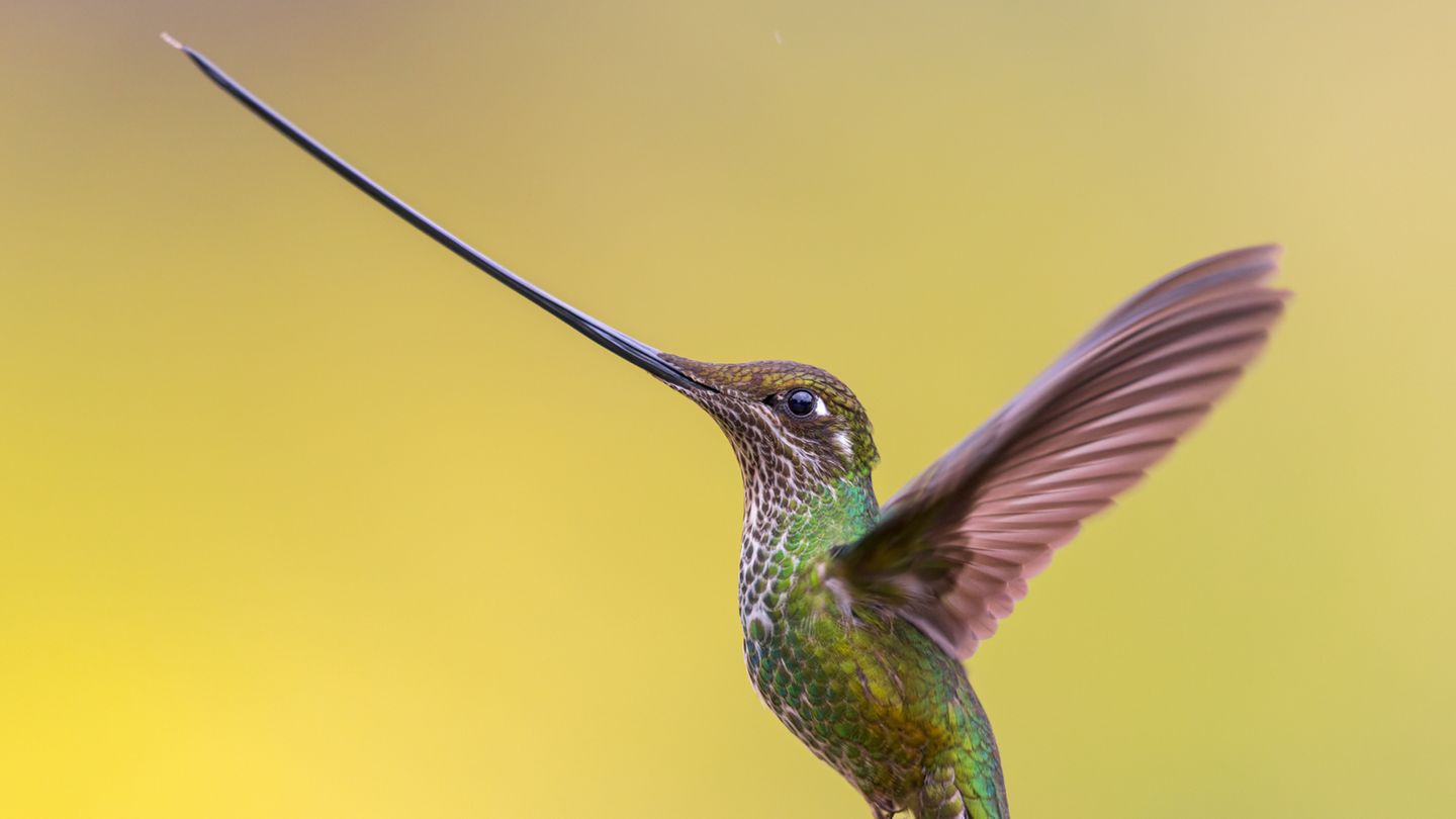 Ein Schwertschnabelkolibri im Flug vor gelbem Hintergrund.