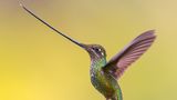 Ein Schwertschnabelkolibri im Flug vor gelbem Hintergrund.