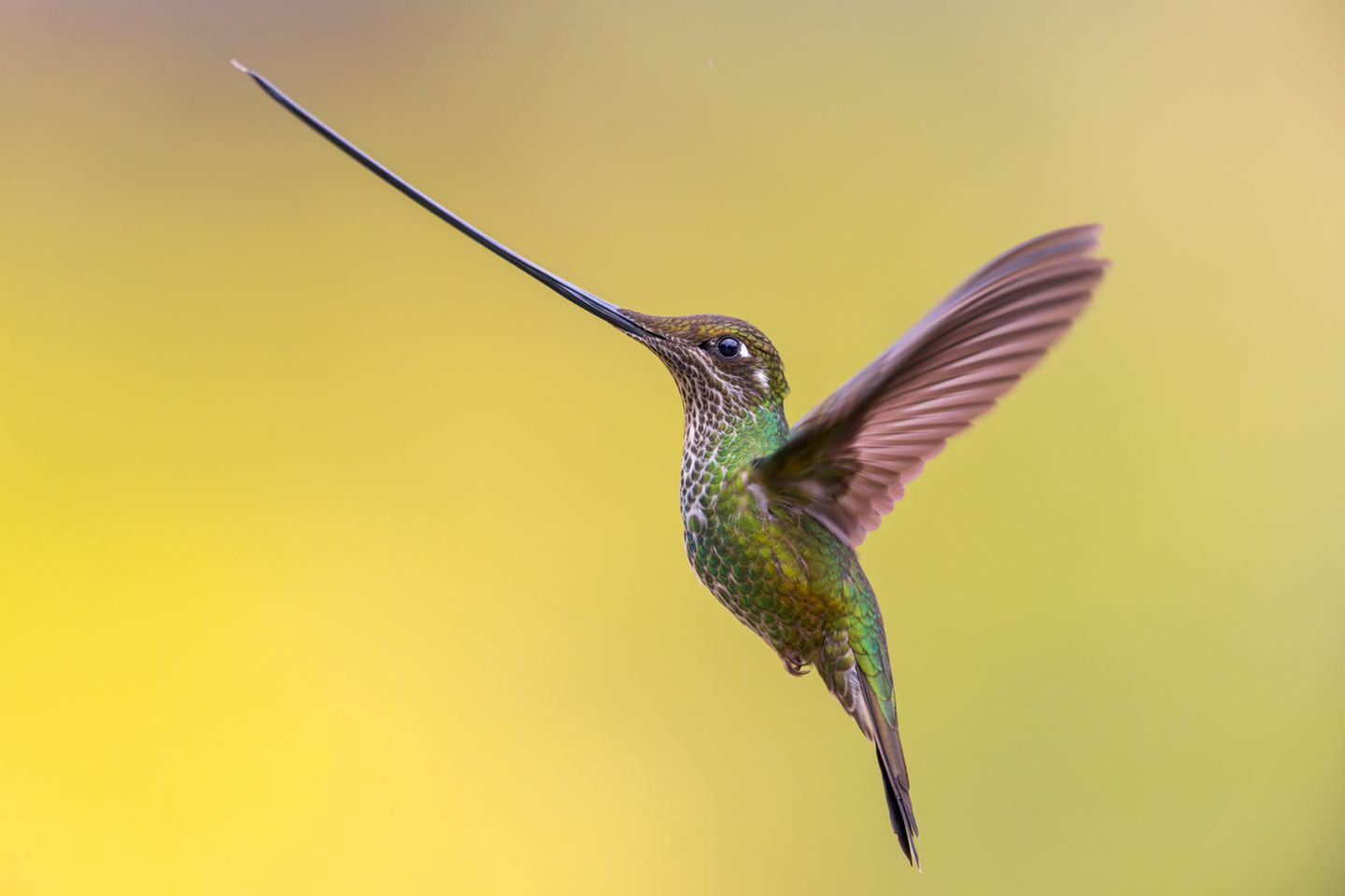 Sieger in der Kategorie "Vögel im Flug": Schwertschnabelkolibri Ein Schwertschnabelkolibri im Flug vor gelbem Hintergrund.