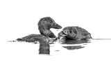 Zwei Enten, sogenannte Lappenenten, im Wasser als Schwarz-Weiss Fotografie.